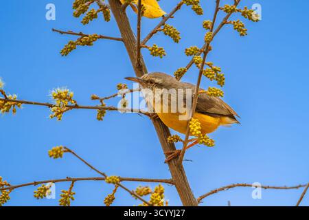 Silver Bird perché sur un buisson jaune fleuri Banque D'Images