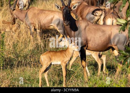 Antilope Topi (Damaliscus lunatus) mère avec deux veaux dans l'herbe du parc national du Serengeti Tanzanie Banque D'Images