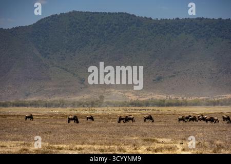Troupeau de bêtes sauvages (Connochaetes) pâturant dans les plaines de savane de la zone de conservation de Ngorongoro Tanzanie Banque D'Images
