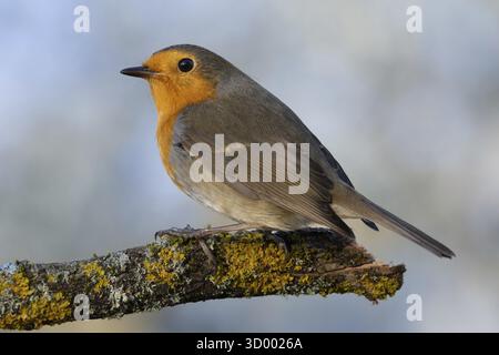 Robin (Erithacus rubecula) assis sur une branche couverte de lichens, lisière de la forêt, Forêt Noire, Allemagne Banque D'Images