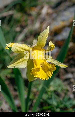 Fleur de jonquille jaune en fleur, macro photographie en gros plan avec fond naturel flou, fleur de bulbe printanière dans le cadre du jardin Banque D'Images