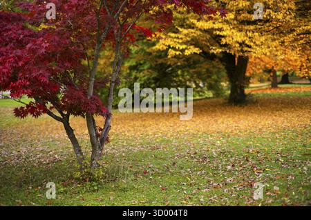Érable, rouge, arbres, parc, feuilles d'automne, feuilles, cimetière principal, automne, automne, humeur d'automne, Stuttgart, Bade-Wuerttemberg, Allemagne Banque D'Images