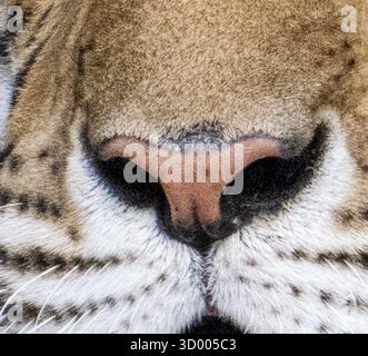 Gros plan du nez de tigre Banque D'Images