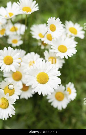 Beau bouquet de marguerites blanches sur l'herbe. Fleur surprise Banque D'Images
