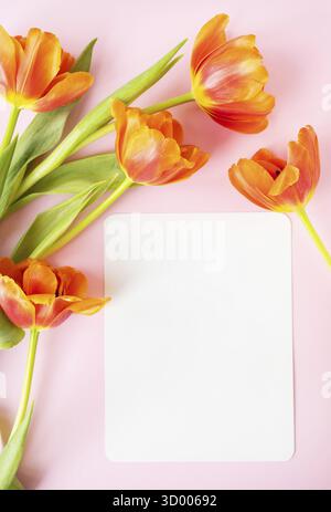 Un beau bouquet de tulipes de pivoine orange avec une carte blanche au milieu isolée sur un fond rose. Reddy Layout pour les concepteurs, Layout Banque D'Images