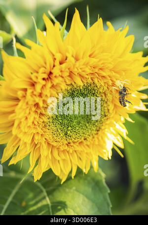 Une araignée jaune a attrapé sa proie et tient une guêpe assise sur un tournesol dans ses tentacules. Prise de vue macro, gros plan. Insectes utiles dans agricul Banque D'Images