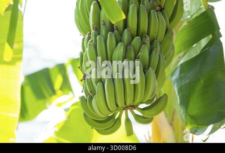Dessert bananiers et bananiers à maturité sur l'île de Kos Grèce Banque D'Images