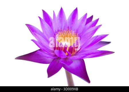 Nénuphar violet isolé sur fond blanc Banque D'Images