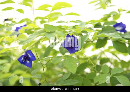 Papillon Bleu fleurs Pois plante arbre Banque D'Images