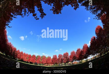 Toronto. 20 octobre 2025. Cette photo prise le 20 octobre 2025 montre le paysage d'un parc à Markham, Ontario, Canada. L'automne bat son plein dans la région du Grand Toronto en Ontario, au Canada. Crédit : Yang Shu/Xinhua/Alamy Live News Banque D'Images