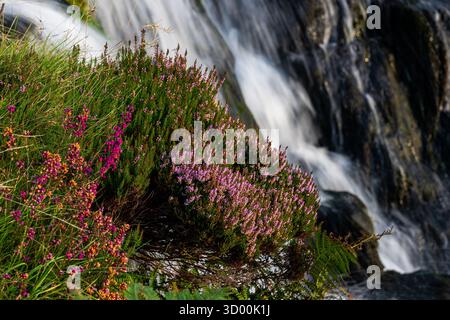 Violette chinée vibrante en fleur à côté d'une petite cascade Banque D'Images