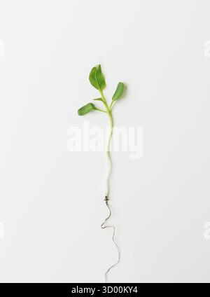 Petite plantule de poivre, plantule verte isolée sur fond blanc tirée du sol. Préparation au débarquement Banque D'Images