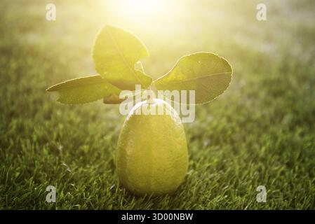 Citron organique frais avec des feuilles sur fond de pelouse verte, imparfait avec des piqûres d'insectes, sans pesticide Banque D'Images