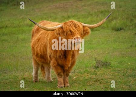 Vache écossaise Highland avec une fourrure brune douce regardant vers l'avant, un seul œil visible sous sa frange, debout sur l'herbe verte. Banque D'Images