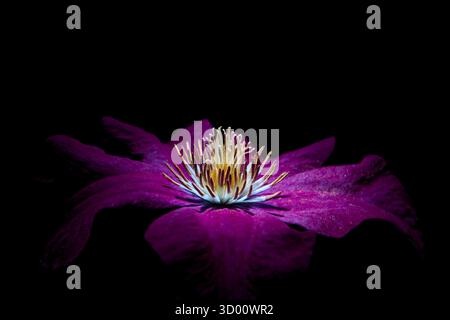 Photographie ultraviolette d'une fleur unique montrant des motifs fluorescents sur les pétales sous la lumière UV, révélant des détails cachés invisibles à l'œil humain. Banque D'Images