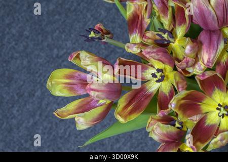 Gros plan de tulipes jaune-rouge décolorées sur un fond gris, vue de dessus Banque D'Images