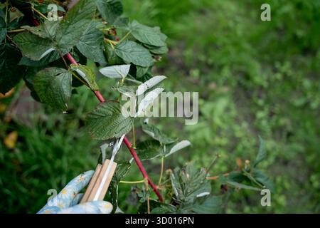 Gros plan des mains en gants coupant de vieilles branches sèches avec des sécateurs dans le verger. Préparer les plantes pour l'hiver. Saison d'automne. Banque D'Images