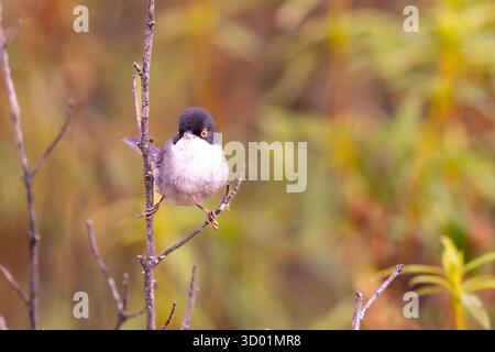Espagne, province de Castille-la Manche, Paruline sarde (Curruca melanocephala), mâle dans un buisson Banque D'Images