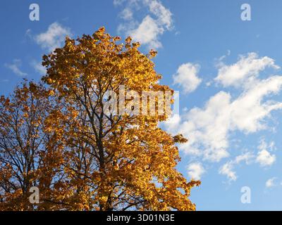 Chêne avec une grande couronne contre ciel bleu en automne Banque D'Images