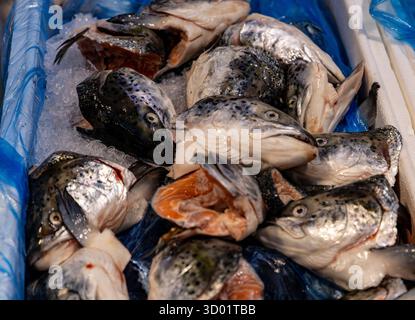 Pile de têtes de poisson crues sur glace sur un marché de fruits de mer prêt à la vente ou à la cuisson du marché intérieur de Belfast. Banque D'Images