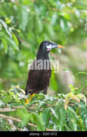 Costa Rica, Sarapiqui, Oropendola de Montezuma (Psarocolius montezuma) perché sur une branche d'arbre Banque D'Images