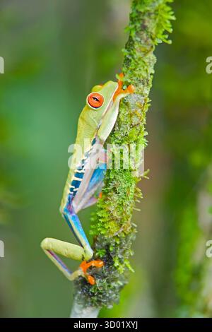 Costa Rica, grenouille arboricole aux yeux rouges (Agalychins callydrias) grimpant sur une branche d'arbre, Sarapiqui Banque D'Images