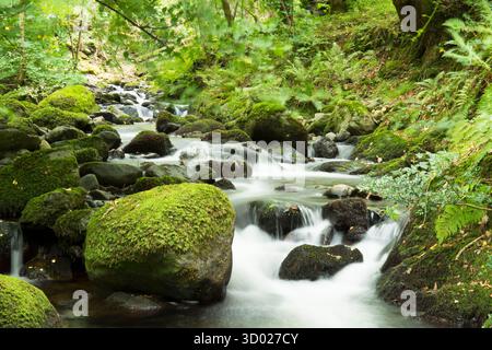 Petit ruisseau près du parking supérieur au début du chemin vers Aber Falls coulant à travers les arbres et les rochers, pays de Galles, ruisseau de montagne Banque D'Images