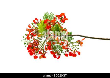 Branche royale de Poinciana avec fleurs rouges et feuilles vertes isolé sur fond blanc Banque D'Images