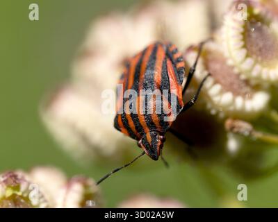 Minstrel Bug (Graphosoma italicum) près de Peschici, région du Gargano, Pouilles, Italie Banque D'Images