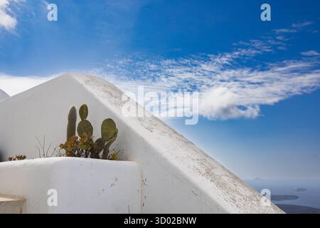 Cactus de la poire épineuse sur le mur des Cyclades blanchi à la chaux contre le ciel bleu à Santorin, Grèce. 6 octobre 2025 Banque D'Images