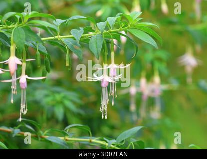 Un gros plan de la belle rustique Fushsia, Fuchsia magellanica var. Molinae 'Alba'. Banque D'Images