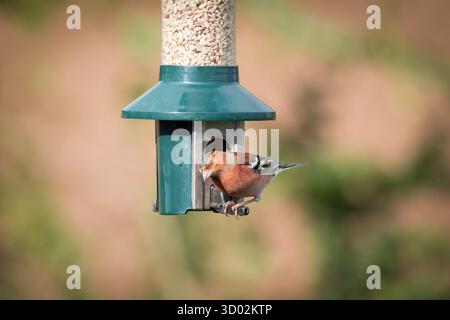 Le petit jeune mâle Chaffinch Fringilla coelebs sur une mangeoire dans le jardin avec ses couleurs hivernales vives. Banque D'Images