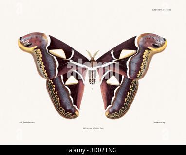 Papillons et papillons de nuit illustration tirée d'un livre d'entomologie publié à Londres, 1881. Banque D'Images