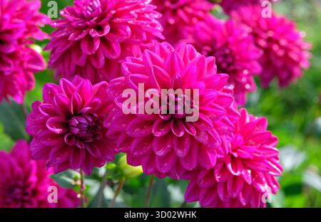 fleurs de dahlia pourpres avec des gouttelettes d'eau de pluie dans un jardin anglais, norfolk, angleterre Banque D'Images