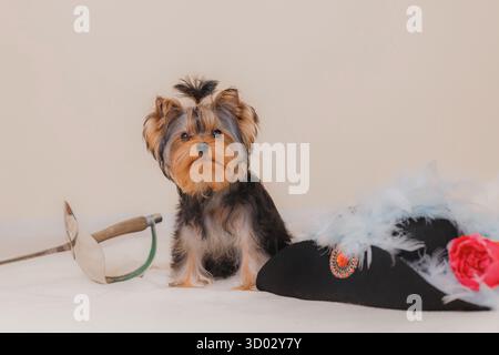 Chiot Yorkshire Terrier assis près de l'épée d'escrime et chapeau à plumes noir, pose calme. Banque D'Images