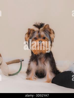 Chiot Yorkshire Terrier assis près de l'épée d'escrime, élégant chapeau noir avec des plumes. Banque D'Images