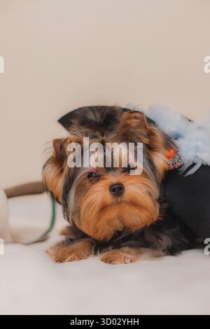 Chiot Yorkshire Terrier couché près de l'épée d'escrime et chapeau noir avec des plumes, vue rapprochée. Banque D'Images