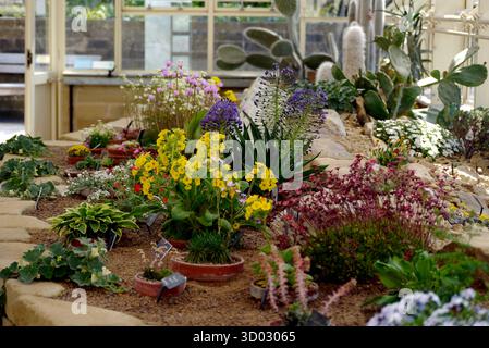Alpins, cactus et succulents exposés dans la Maison Alpine au RHS Garden Harlow Carr, Harrogate, Yorkshire, Angleterre, Royaume-Uni. Banque D'Images