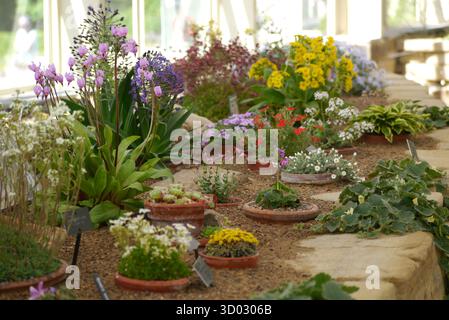 Alpins, cactus et succulents exposés dans la Maison Alpine au RHS Garden Harlow Carr, Harrogate, Yorkshire, Angleterre, Royaume-Uni. Banque D'Images