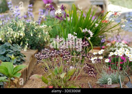 Alpins, cactus et succulents exposés dans la Maison Alpine au RHS Garden Harlow Carr, Harrogate, Yorkshire, Angleterre, Royaume-Uni. Banque D'Images