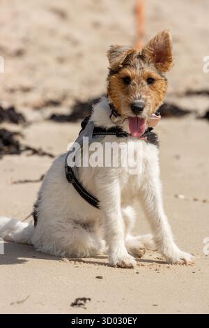 Un joli Fox Terrier de fil assis sur une plage au soleil Banque D'Images