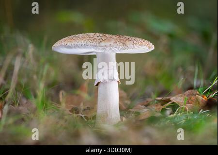 Blusher Amanita rubescens, vue au niveau du sol d'un champignon qui pousse parmi la litière de feuilles dans une forêt pendant l'automne, Nottinghamshire, Royaume-Uni, octobre Banque D'Images