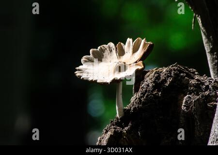 champignon sauvage poussant sur l'arbre après la pluie Banque D'Images