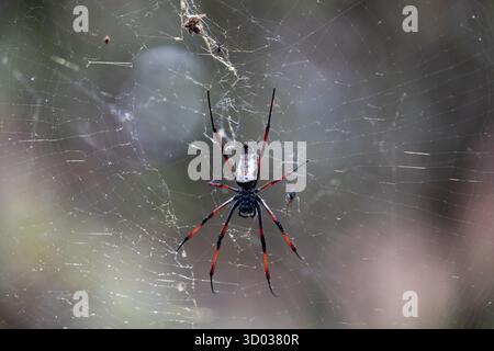 Tisserand d'orbe de soie (Trichonephila Nephila inaurata madagascariensis). Parc national de Ranomafana, Madagascar animal sauvage. énorme araignée de 3 cm dans la longueur du corps se trouve sur sa toile. gros plan, mise au point sélective Banque D'Images