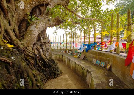 Beruwala, Sri Lanka. 02 février 2023..Statue gigantesque de Bouddha au temple Kande Viharaya, Beruwala, Sri Lanka. cour. Banque D'Images