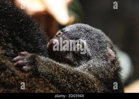 Ours cuscus, Phalanger maculatus avec bébé sur le dos. mignon petit animal de couleur sombre avec une longue queue et des pattes tenaces avec des griffes. Vit dans les arbres Banque D'Images