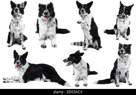 Chien Border Collie isolé sur blanc, ensemble de photos Banque D'Images