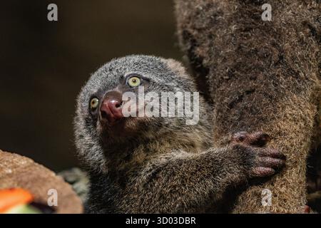 Ours cuscus, Phalanger maculatus avec bébé sur le dos. mignon petit animal de couleur sombre avec une longue queue et des pattes tenaces avec des griffes. Vit dans les arbres Banque D'Images