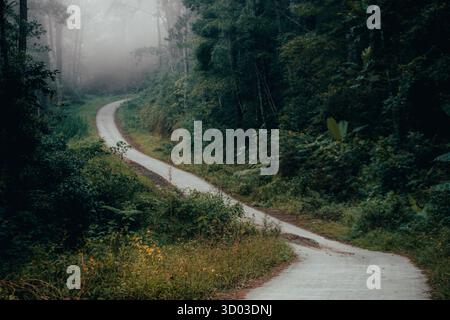Une route sinueuse serpente à travers une forêt luxuriante et brumeuse, entourée de verdure vibrante. L'atmosphère tranquille invite à l'exploration Banque D'Images