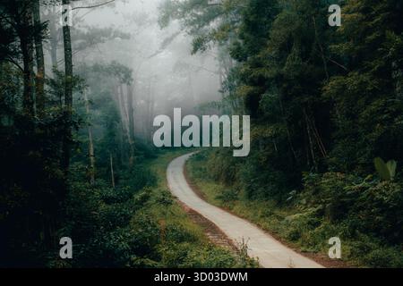 Une route sinueuse serpente à travers une forêt luxuriante et brumeuse, entourée de verdure vibrante. L'atmosphère tranquille invite à l'exploration Banque D'Images